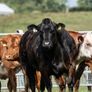 Elphin Mart- In Calf and Maiden Heifer sale Image 3
