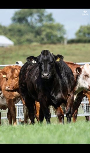 Show cattle - In Calf and Maiden Heifer sale