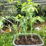 Tomato Plants, 2euro each Image 2