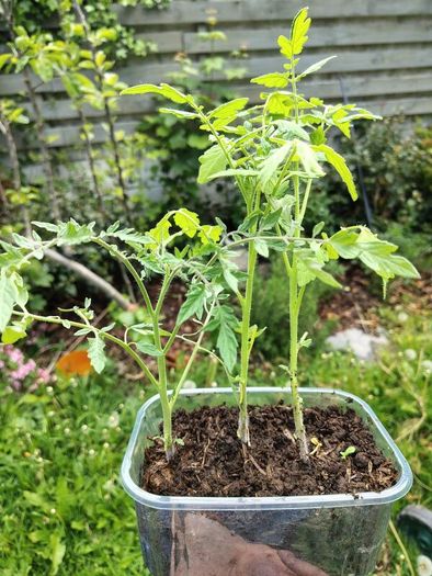 Tomato Plants, 2euro each