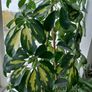 schefflera plant Image 6