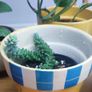 Indoor Plants Image 8