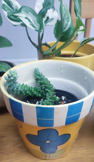 Indoor Plants