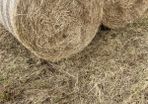 top quality hay