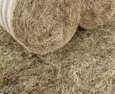 top quality hay