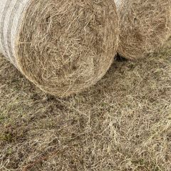 top quality hay