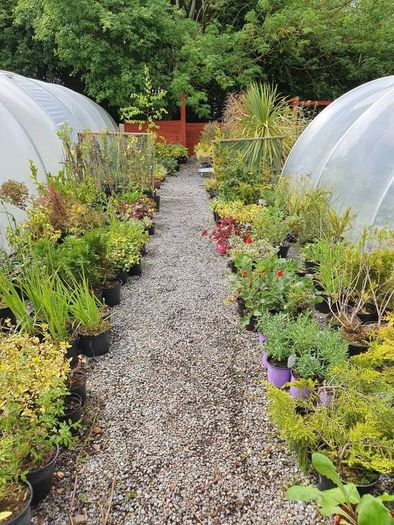 Evergreen Shrubs and perennials 2euro
