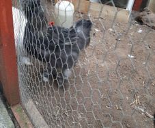 poultry