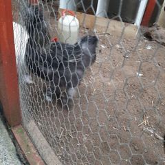 poultry