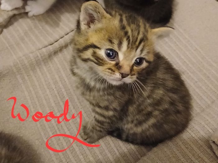 kitten