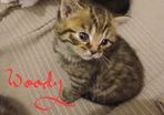 kitten