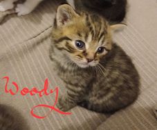 kitten