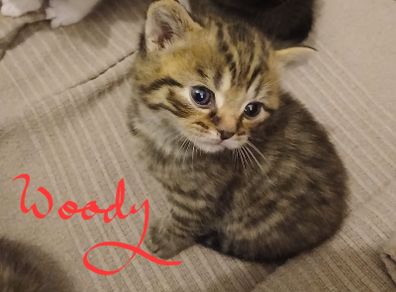 kitten