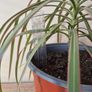Dragon Tree Plants (Dracaena) Image 3