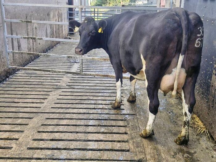 Freshly calved young cows
