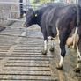 Freshly calved young cows Image 8
