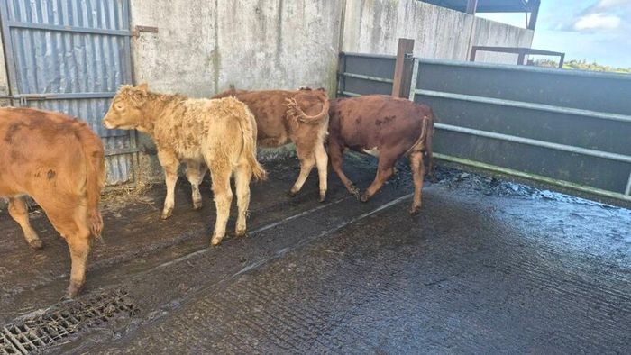 Heifers
