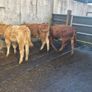 Heifers Image 4
