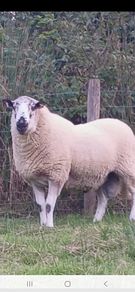 Brockie rams
