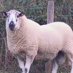 Brockie rams