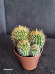 Cactus