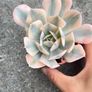 plant Image 2