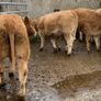 24 super 380kg charlaois heifers Image 7