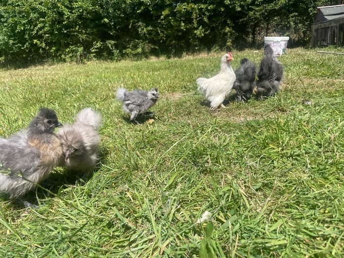 silkie chicks