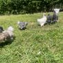 silkie chicks Image 2