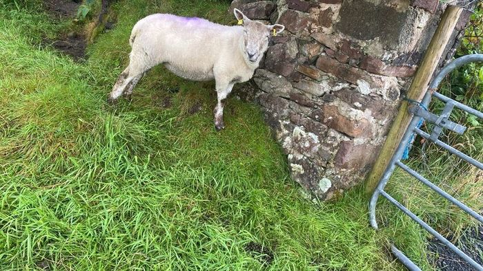 Young x bred sheep and ram lambs
