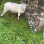 Young x bred sheep and ram lambs Image 2