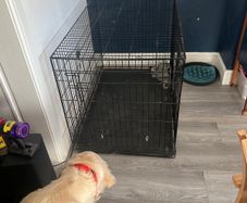 Large Folding Dog Crate