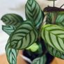 Calathea Compact Star in 14cm pot and 50cm in height Image 5