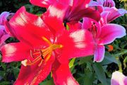 Oriental Lily