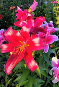 Oriental Lily