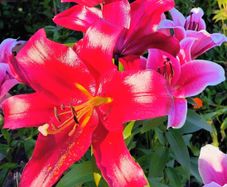 Oriental Lily