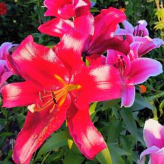 Oriental Lily