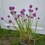 Chives - Allium schoenoprasum Image 5