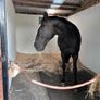 2X wooden frame stables Image 6