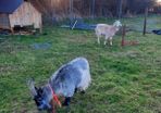 Goats