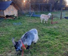 Goats