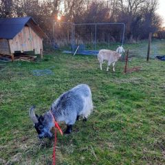 Goats