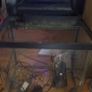 fish tank & fish Image 2