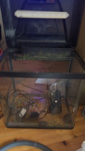 fish tank & fish