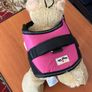 Gorgeous Waggy Tails No Pull Harness Size Small Brand New Image 4