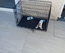 dog cage