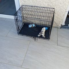 dog cage
