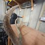 stag antlers Image 2