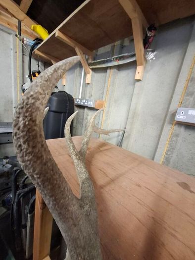 stag antlers