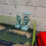 Rabbit cage, carrier and food and water feeders Image 2